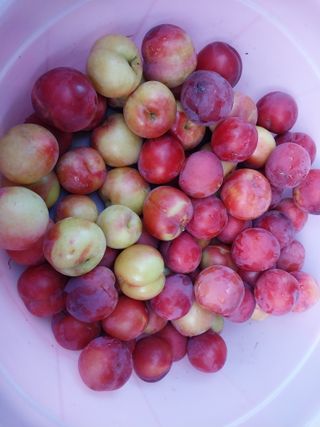 금동이네님의 자두 · 자유게시판 작성글 사진