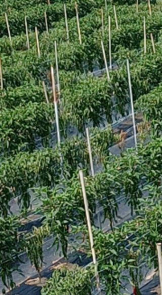 알 수 없음님의 고추 · 병해충상담 작성글 사진