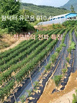 알 수 없음님의 고추 · 병해충상담 작성글 사진