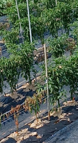 알 수 없음님의 고추 · 병해충상담 작성글 사진