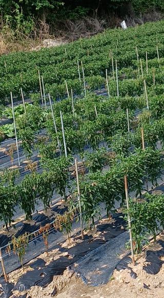 알 수 없음님의 고추 · 병해충상담 작성글 사진