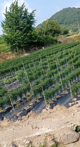 알 수 없음님의 고추 · 병해충상담 작성글 사진