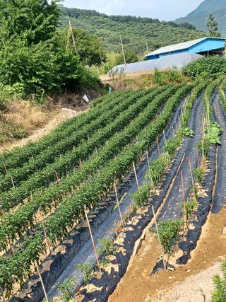 알 수 없음님의 고추 · 병해충상담 작성글 사진