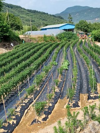 알 수 없음님의 고추 · 병해충상담 작성글 사진