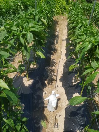 당근한개님의 기타작물 · 자유게시판 작성글 사진