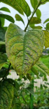 팜모닝 감·자유게시판 게시글 이미지