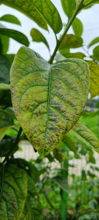 템즈님의 감 · 자유게시판 작성글 사진