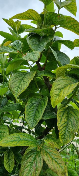 템즈님의 감 · 자유게시판 작성글 사진