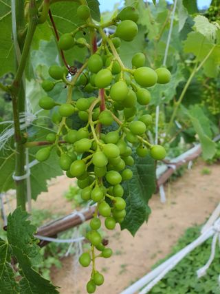 jush님의 포도 · 자유게시판 작성글 사진