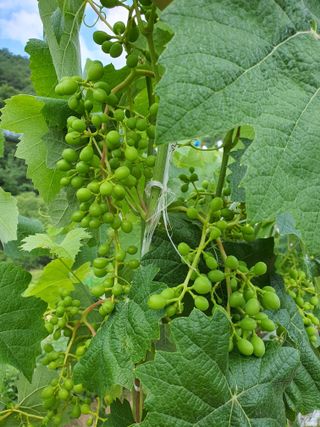 jush님의 포도 · 자유게시판 작성글 사진