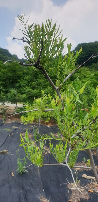 만대산후손님의 기타작물 · 병해충상담 작성글 사진