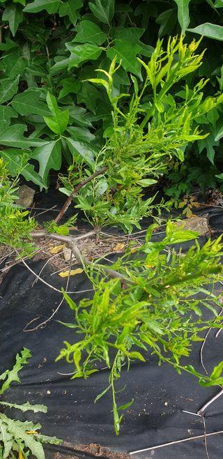 만대산후손님의 기타작물 · 병해충상담 작성글 사진