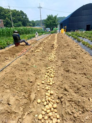 문영식님의 감자 · 자유게시판 작성글 사진