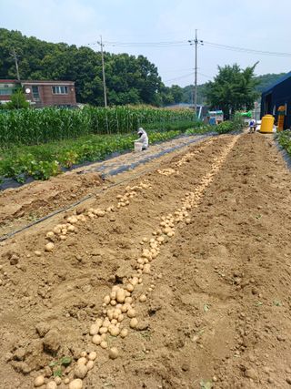 문영식님의 감자 · 자유게시판 작성글 사진