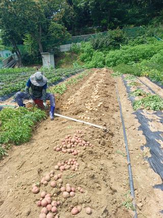 문영식님의 감자 · 자유게시판 작성글 사진