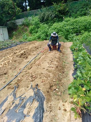 문영식님의 감자 · 자유게시판 작성글 사진