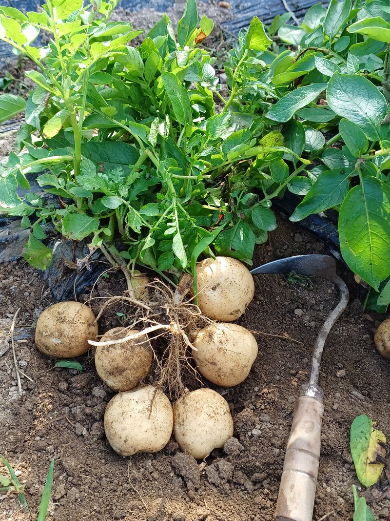 장터 상품 [햇감자(수미) 10kg] 썸네일