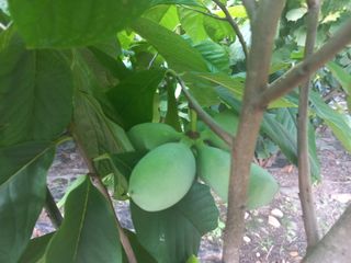 손미경(농업사랑)님의 자유주제 · 자유게시판 작성글 사진