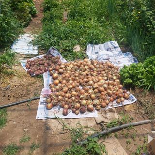 강원도 횡성군님의 양파 · 자유게시판 작성글 사진