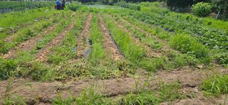 감자1963초보농부님의 감자 · 자유게시판 작성글 사진