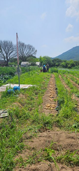 감자1963초보농부님의 감자 · 자유게시판 작성글 사진