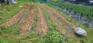 감자1963초보농부님의 감자 · 자유게시판 작성글 사진