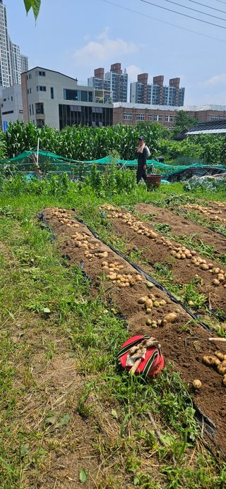 감자1963초보농부님의 감자 · 자유게시판 작성글 사진