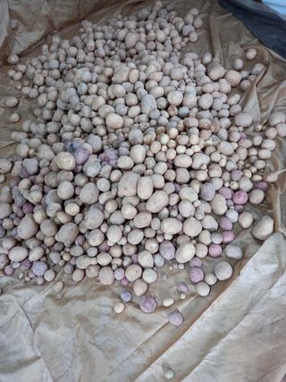 이영선긍증의힘으로님의 감자 · 자유게시판 작성글 사진