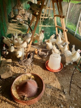 염소농장.강성두님의 자유주제 · 자유게시판 작성글 사진