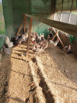 염소농장.강성두님의 자유주제 · 자유게시판 작성글 사진