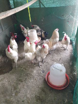 염소농장.강성두님의 자유주제 · 자유게시판 작성글 사진