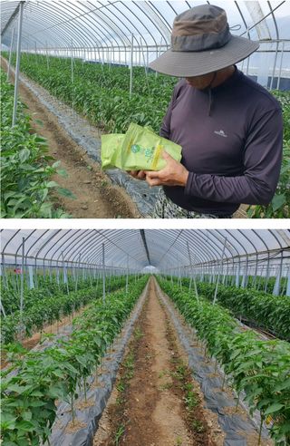 그린톡톡 오계상님의 고추 · 비료•농약 작성글 사진