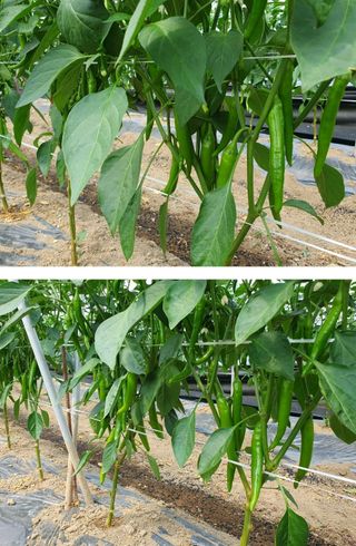 그린톡톡 오계상님의 고추 · 비료•농약 작성글 사진