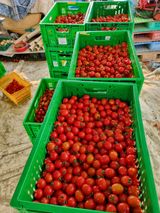 팜모닝 토마토·수확 게시글 이미지