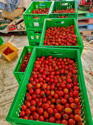 김갑태님의 토마토 · 수확 작성글 사진