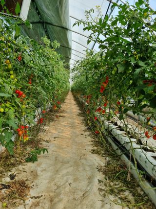 김갑태님의 토마토 · 수확 작성글 사진