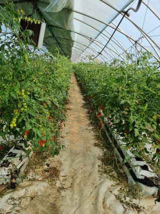 김갑태님의 토마토 · 수확 작성글 사진