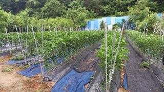 김시훈님의 고추 · 비료•농약 작성글 사진