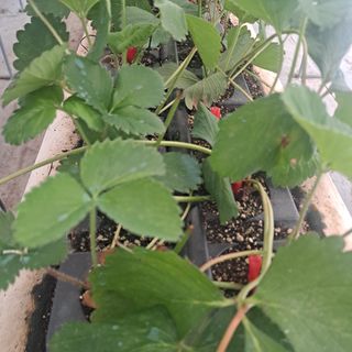 김민수(귀농)님의 딸기 · 영농일지 작성글 사진