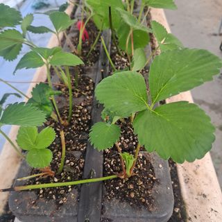 김민수(귀농)님의 딸기 · 영농일지 작성글 사진