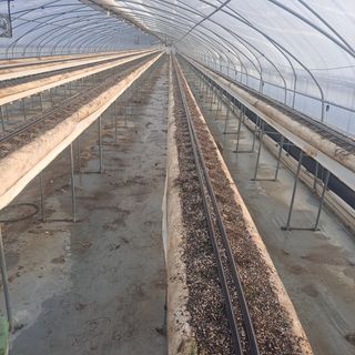 김민수(귀농)님의 딸기 · 영농일지 작성글 사진