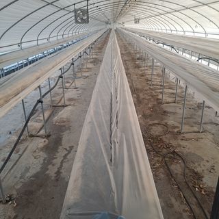 김민수(귀농)님의 딸기 · 영농일지 작성글 사진