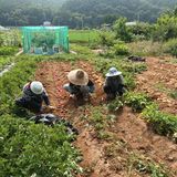 팜모닝 장마 대비 어떻게 하셨나요?·참여 게시글 이미지