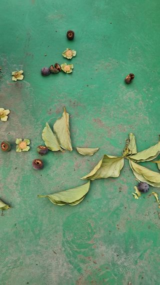 배양일님의 감 · 병해충상담 작성글 사진