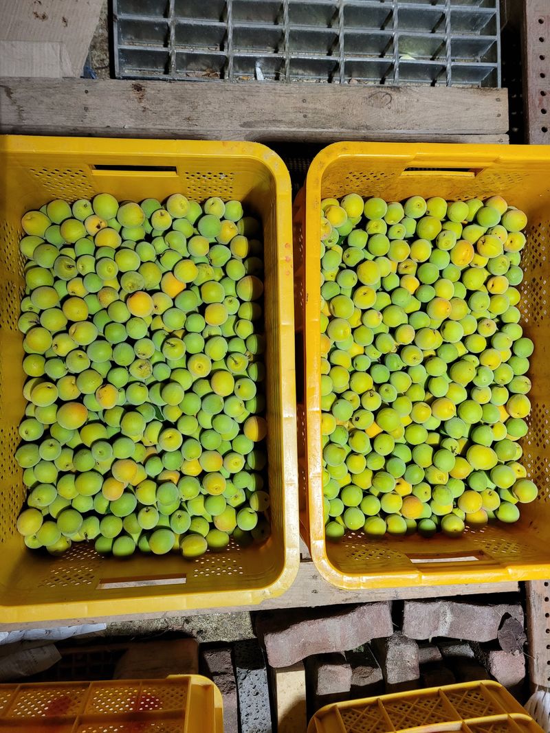 장터 상품 [매실  (무농약) 50kg 택배무료] 썸네일