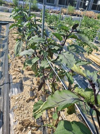 노루목님의 고추 · 일상 작성글 사진