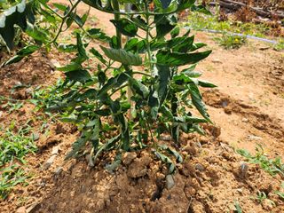 원이님의 토마토 · 병해충상담 작성글 사진