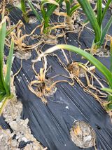 팜모닝 마늘·병해충상담 게시글 이미지