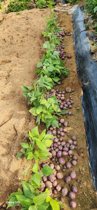 접시꽃님의 감자 · 자유게시판 작성글 사진