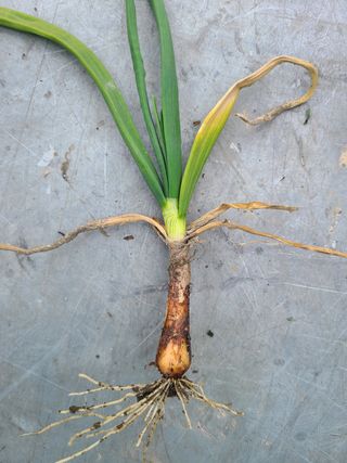 핵손팜님의 양파 · 병해충상담 작성글 사진